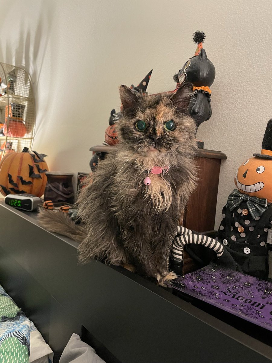 krystaaa's tweet photo. @Garrett_Watts Her government name is Angel Poopsie, but we just call her poopsie. I adopted her at 9 y.o. and the poor thing had missing teeth, a broken jaw and matted fur :( she is now 18! (And blind) she is a true emotional support bean. she also goes by alien and cryptid. https://t.co/cujbJZxyFU