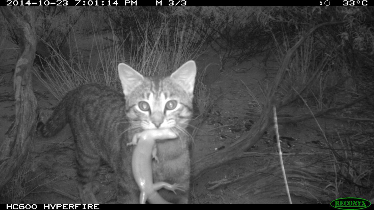 trailcam tweet media
