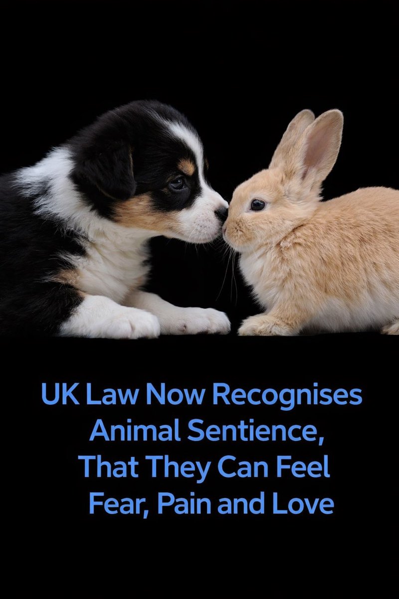 In the United Kingdom, animals are now legally recognised as beings capable of experiencing emotions such as joy, fear, and pain.

As of 25 May 2023, the Animal Welfare (Sentience) Act took full effect, and the government appointed the first Animal Sentience Committee to support