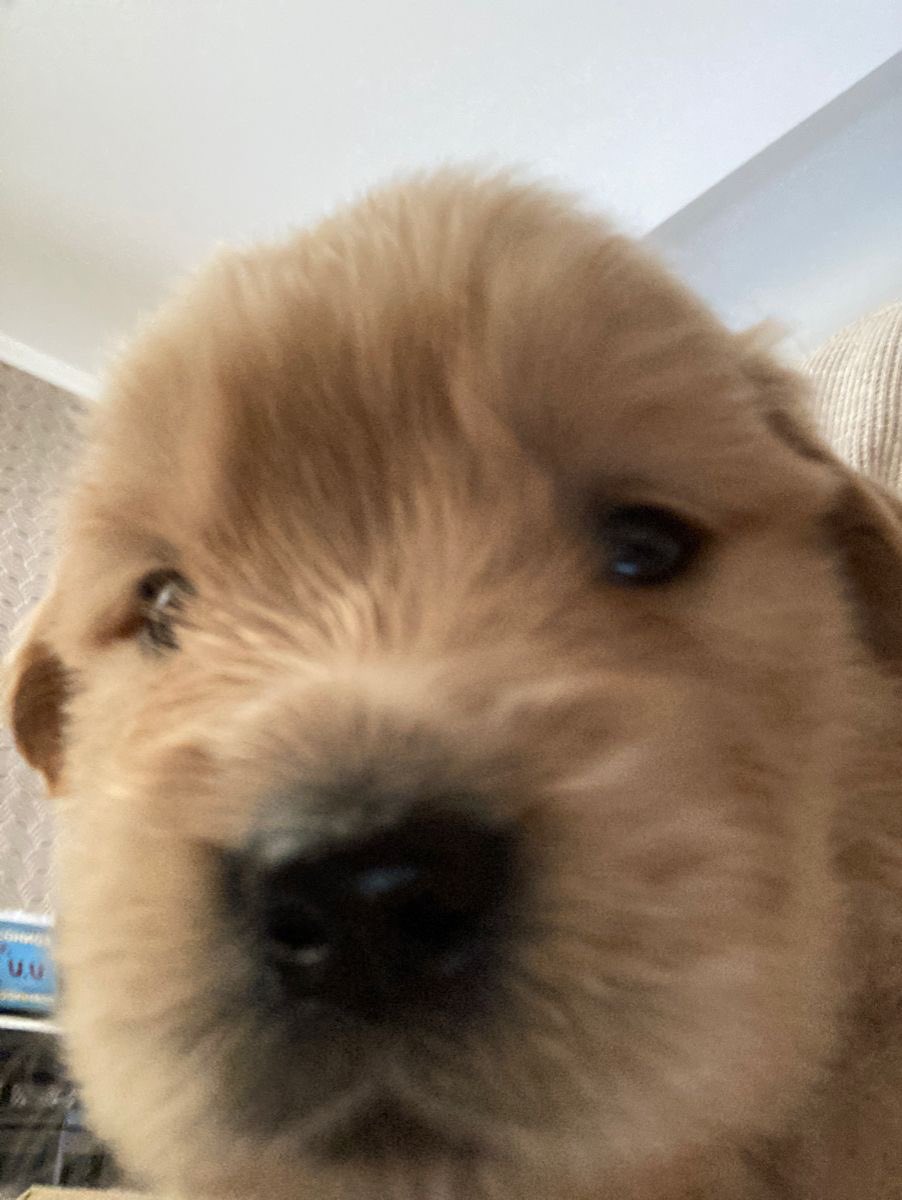 takemybear's tweet photo. ผมเหน่ยมาก ขอจุ้บแก้มนุ่มสักทีได้ป่าว

ก้ด่าย (หลายๆจุ้บมะได้อ้อ) https://t.co/OOwa4L5HPw