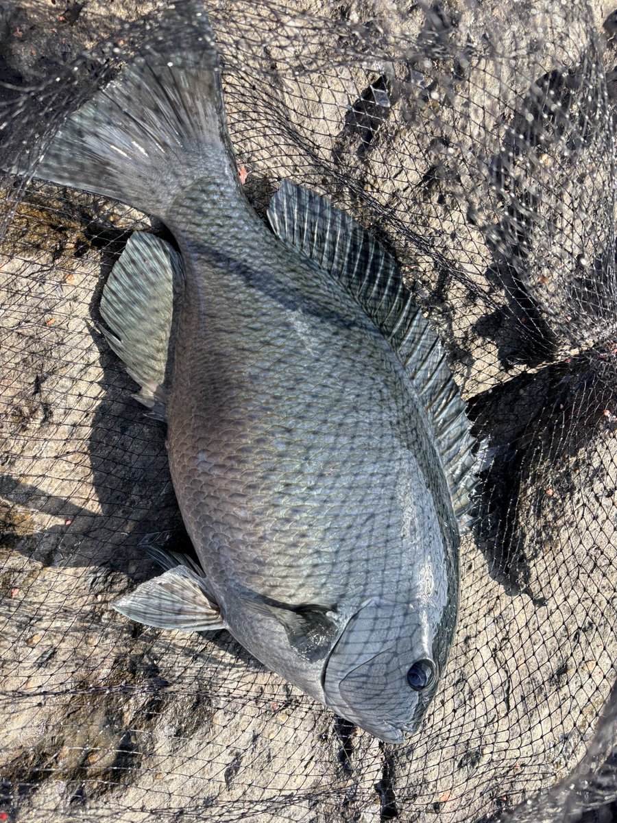 Life6Fishing's tweet photo. 2日目は由良でした。出船はみなとや渡船だけということでお客さんも平日にしては結構います。潮も当て潮がキツくやりづらい状況でしたが、来るとデカい…。49cmのグレに続き、50UPまで登場しどれも体高があるのでよりデカい。グレは6枚(50/49/47/46/41/40cm)でした。
#グレ
#由良半島
#湧きグレ https://t.co/lbojuh2uMr