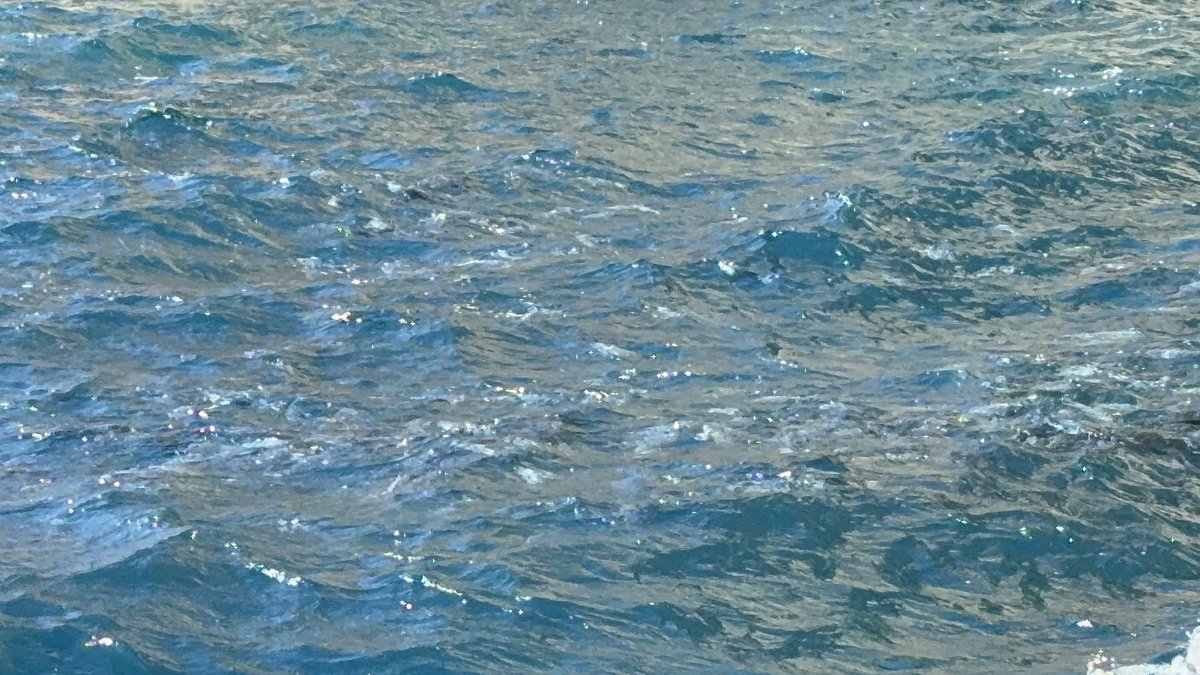 Life6Fishing's tweet photo. 2日目は由良でした。出船はみなとや渡船だけということでお客さんも平日にしては結構います。潮も当て潮がキツくやりづらい状況でしたが、来るとデカい…。49cmのグレに続き、50UPまで登場しどれも体高があるのでよりデカい。グレは6枚(50/49/47/46/41/40cm)でした。
#グレ
#由良半島
#湧きグレ https://t.co/lbojuh2uMr