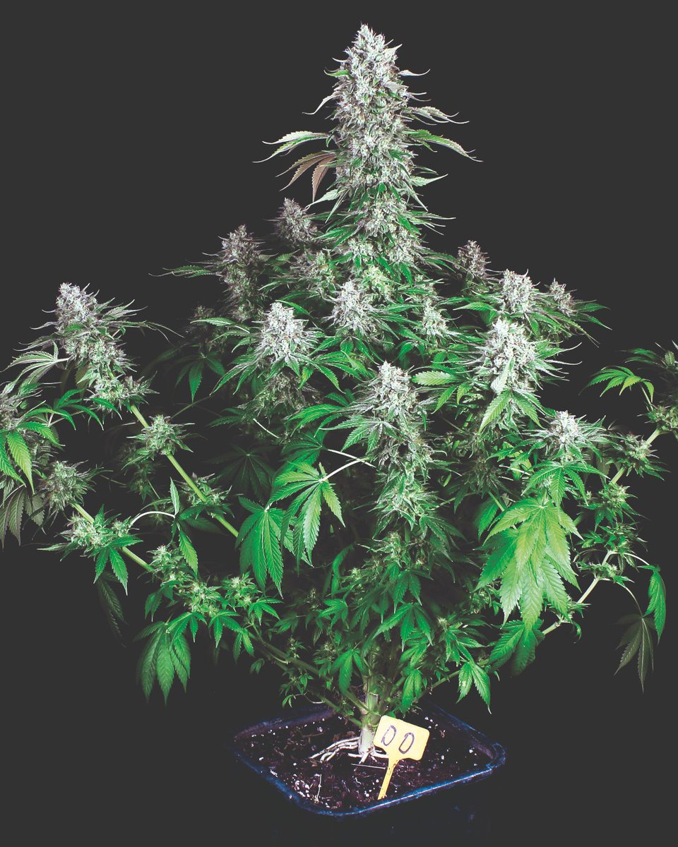 Paradise Seeds tweet media