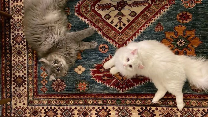 Miaw (@miaw) on Twitter photo 