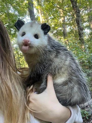 Possum_Daily tweet media