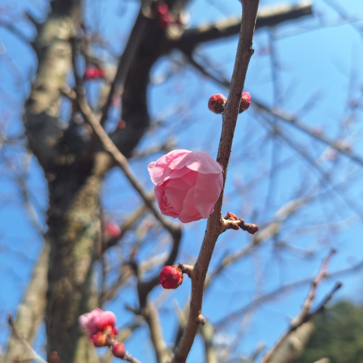 これは今日の梅の花 バラのようなピンクの紅梅は、あと少し！