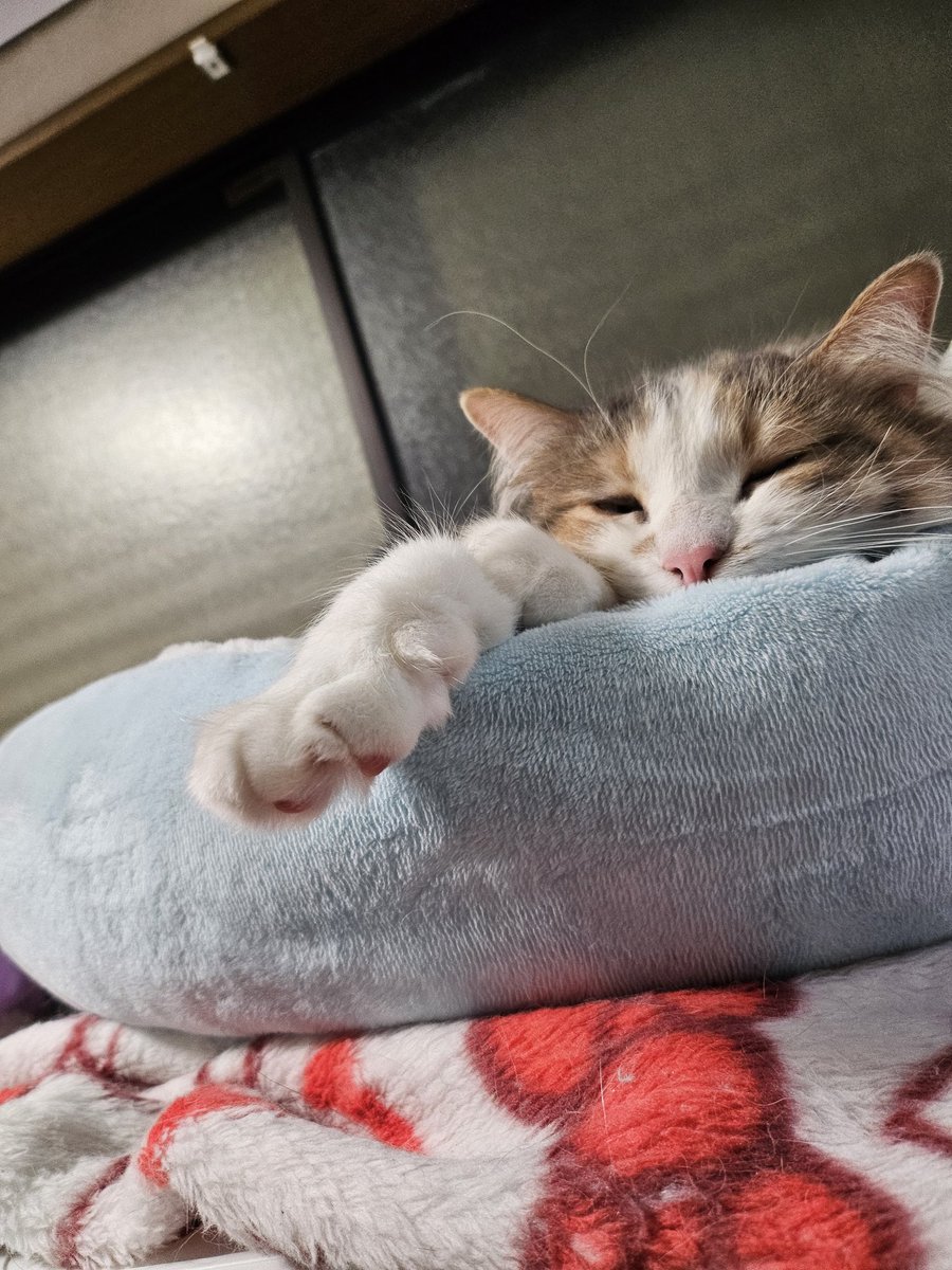 みちゃみさ tweet media