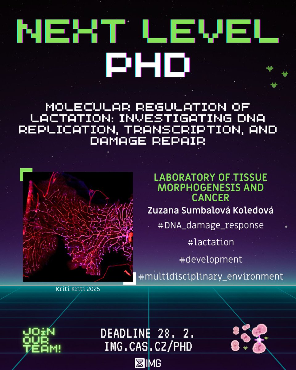 🚀Open PhD position!
Lactation requires tightly coordinated DNA replication, transcription, and damage responses to sustain milk production. This PhD project will uncover the molecular mechanisms driving these processes in mammary epithelial cells.
🧡APPLY img.cas.cz/phd