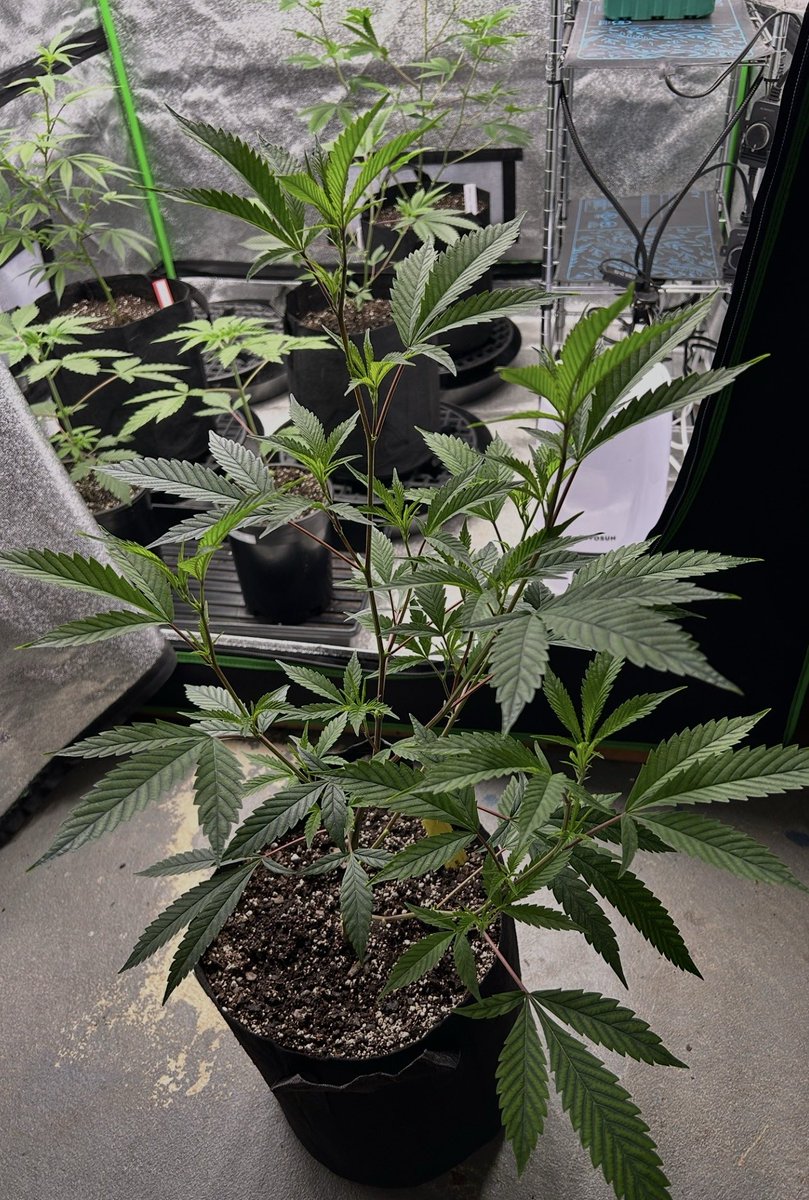 CabinEarly's tweet photo. Before and after Defol on this Grand Slam from @wavvys and @CopycatGenetics 

She consistently finishes in 50 days. Skunk, Candy 🦨 🍭🔥 https://t.co/IkpfN1dJhN