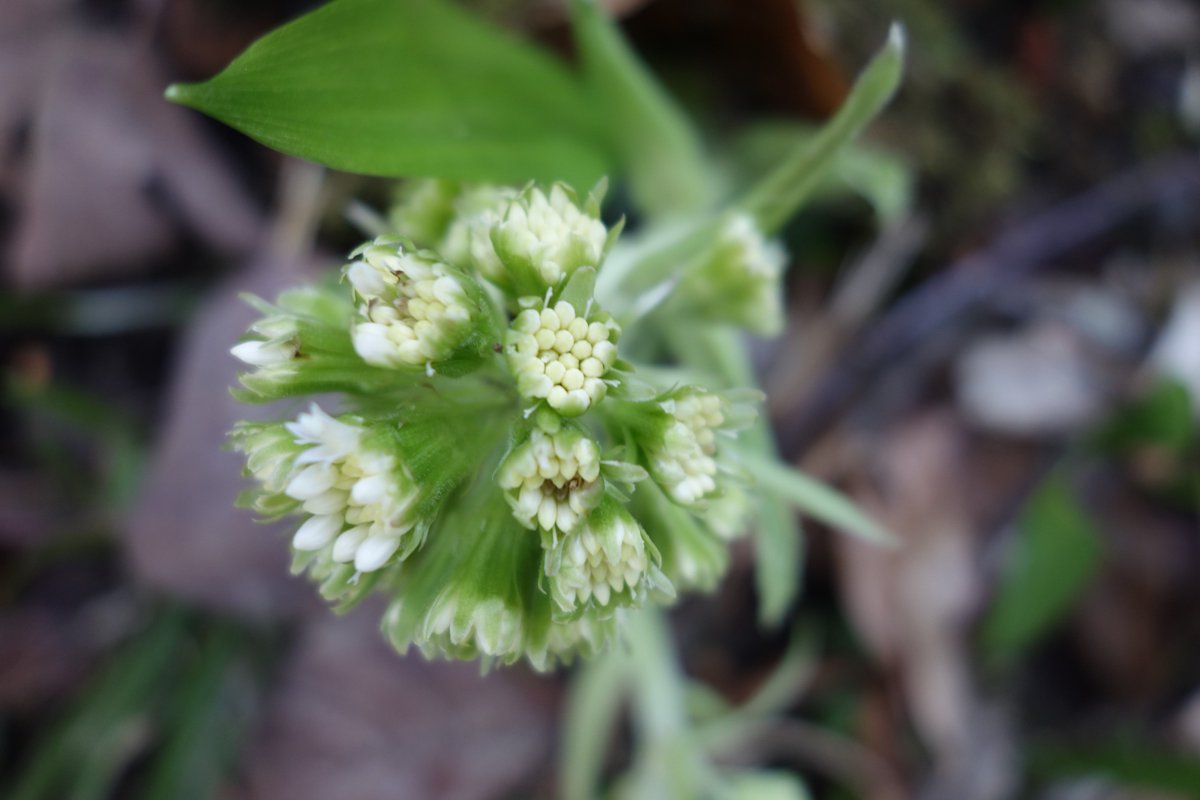 Weisse Pestwurz (Petasites albus) - mehrjährig, breitet sich mit einem kräftigen Rhizom aus. Hier auf einer Waldlichtung. Die Laubblätter erscheinen nach der Blüte. Im Mittelalter glaubte man an eine Wirkung gegen die Pest, daher rührt der deutsche Name her.