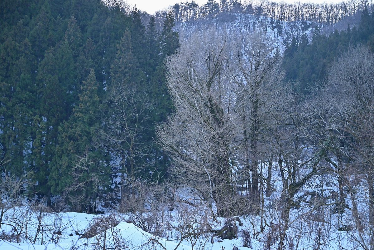 木はいいよなぁ🌲🌳