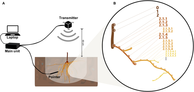 PPhenomics's tweet image. We digitized grapevine root systems in 3D to model genotype-specific growth and water uptake—unlocking new tools for breeding climate-resilient perennial crops.
#Root #3D 
Details: doi.org/10.34133/plant…
