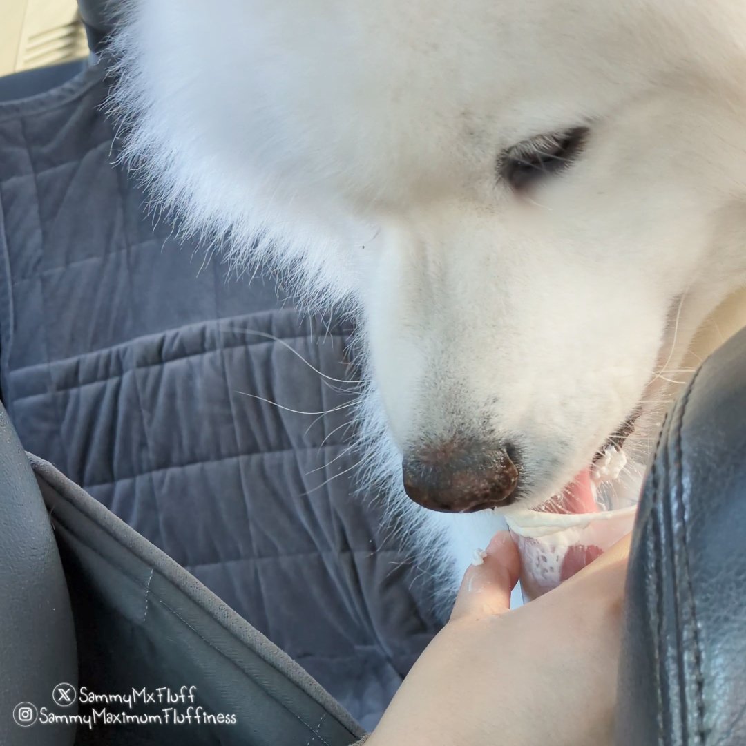 SammyMxFluff's tweet photo. When you know Sammy is having a drive through car ride pupuchino dream 😁😂☕🐾
#pupcup #pupuchino #doglife #samoyedsofinstagram #SammyMaximumFluffiness https://t.co/FMToBqrFs6
