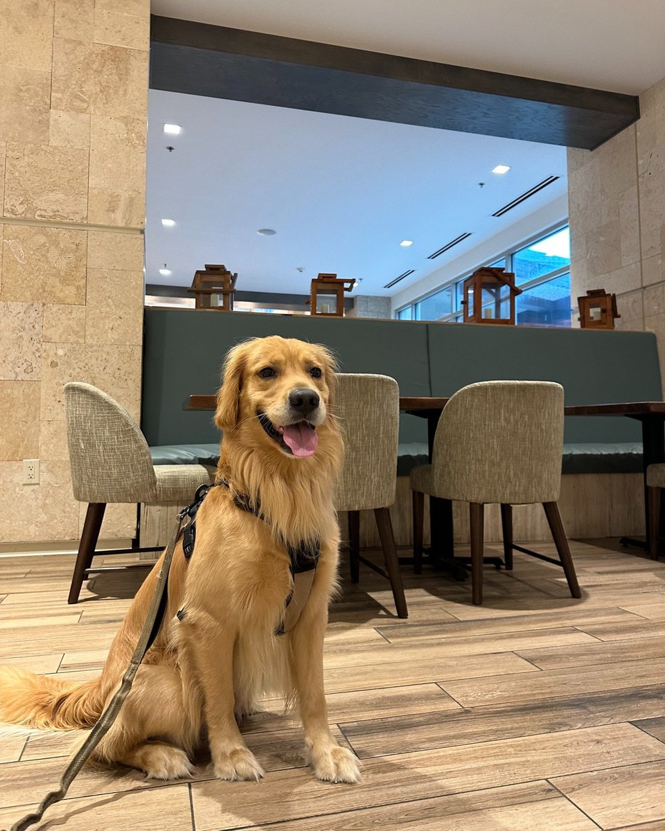 Happy #LoveYourPetDay! 🐶 Meet Ziggy, the adorable pup of Sierra, our Wedding Sales Manager. Ziggy loves long walks on the beach and the occasional Pup Cup from Starbucks in our lobby. We're proud to be #petfriendly!