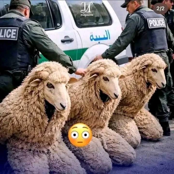 Algerian Police have arrested three people who were attempting to enter Spain disguised as sheep. 😂😂😂
