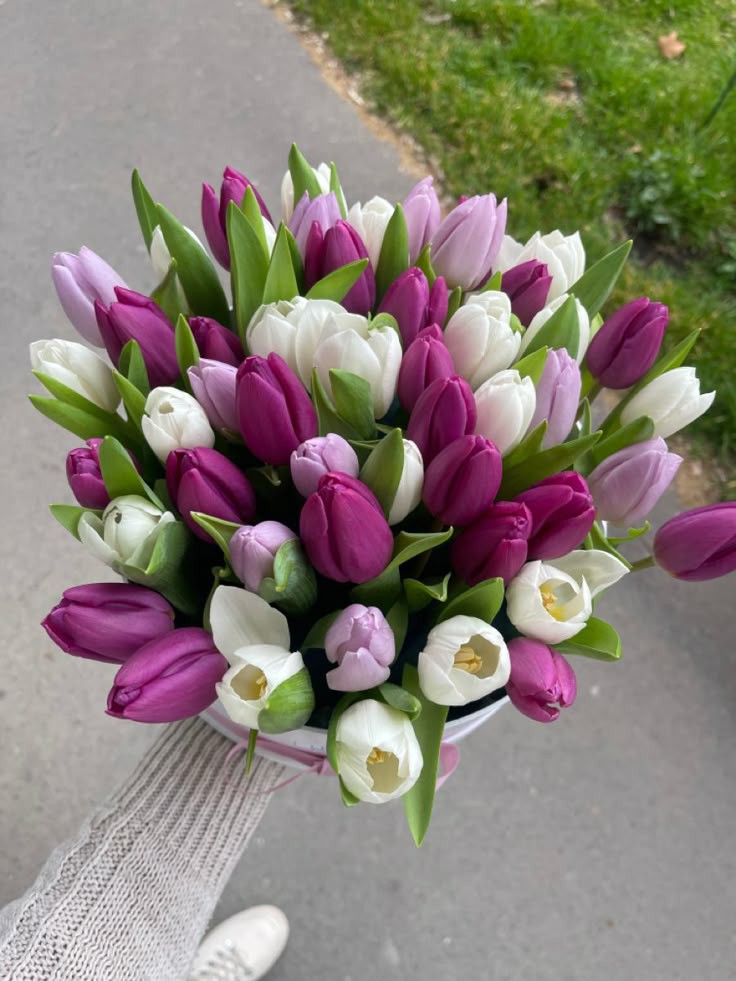 Only Tulips tweet media
