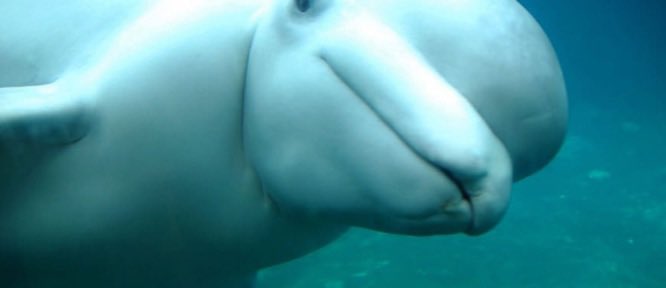 Ranger (@ranger_robin7) on Twitter photo 