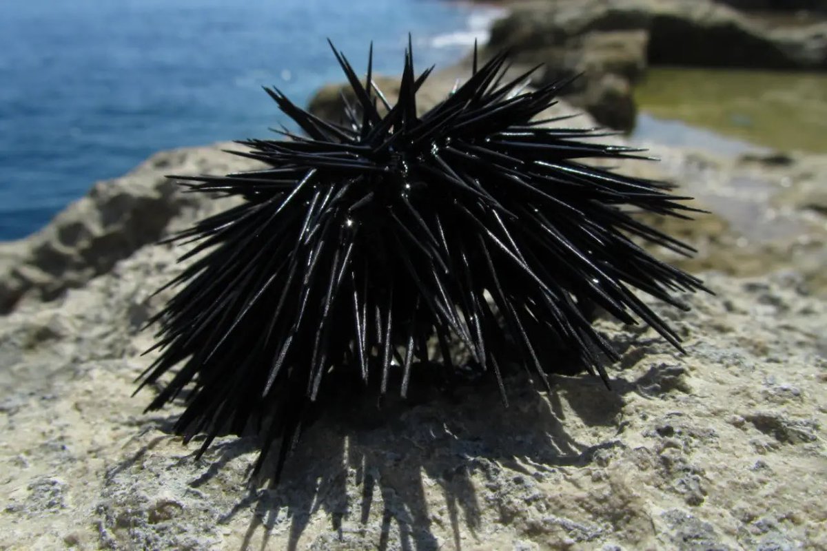 Marmara Denizi denizkestanesi avına, tam üreme döneminde açıldı.

Bilim “avlamayın” derken bu karar ekosisteme zarar verir; küçük balıkçıyı değil sınırlı bir ticari çıkarı korur.

Mustafa Sarı: Çözüm av değil, aşırı avcılığı durdurmak ve denizi bilimle yönetmektir.