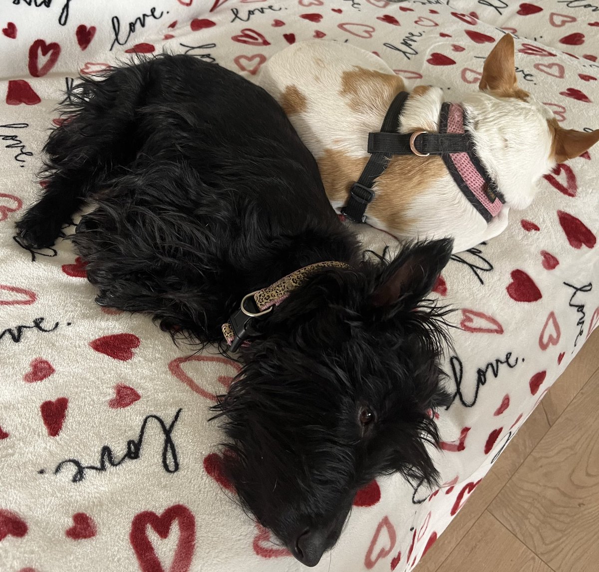 Ellie Adams tweet media