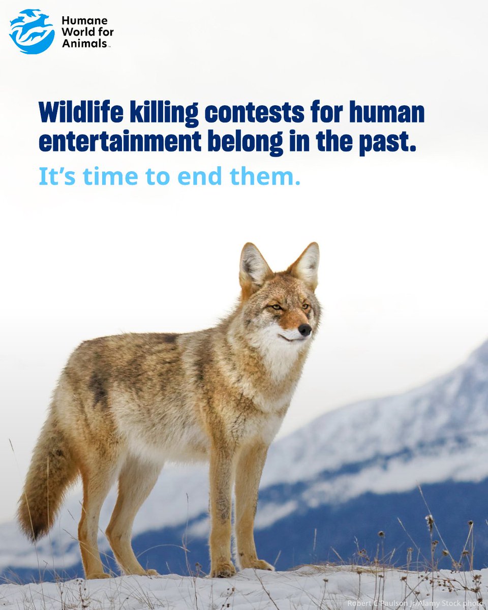 Humane World for Animals Canada tweet media
