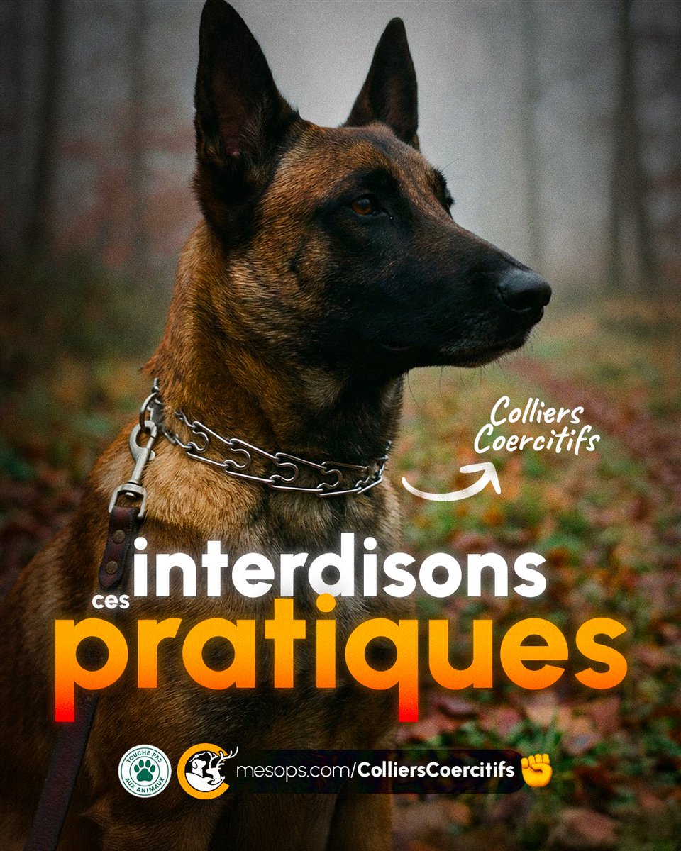 En 2026, les particuliers peuvent encore utiliser des colliers électriques ou à pointes 🐕😡

👉 Exigeons une interdiction GÉNÉRALE et immédiate de ces outils coercitifs !

Signez-ici
➡️ mesops.com/ColliersCoerci… ✍️