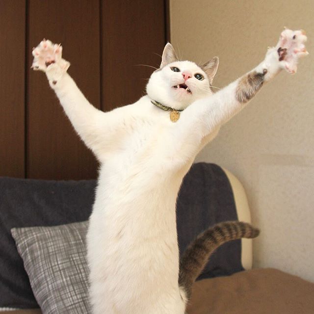 xingborahae's tweet photo. The cat was hung while closing its paws into fists😼 https://t.co/0BIJEAj7tR