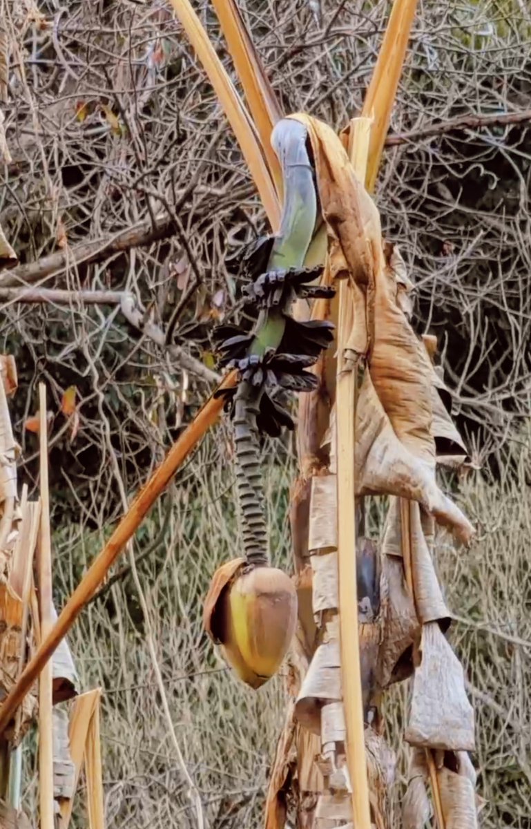 西郷憲一郎(Kenichiro Saigo) tweet media