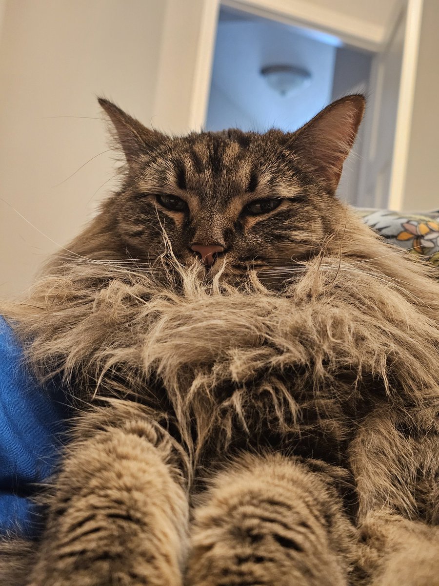 MN218gaming's tweet photo. @rainylune This is Harley. Very sweet, usually not a lot going on upstairs. https://t.co/i7IJdRHYPg