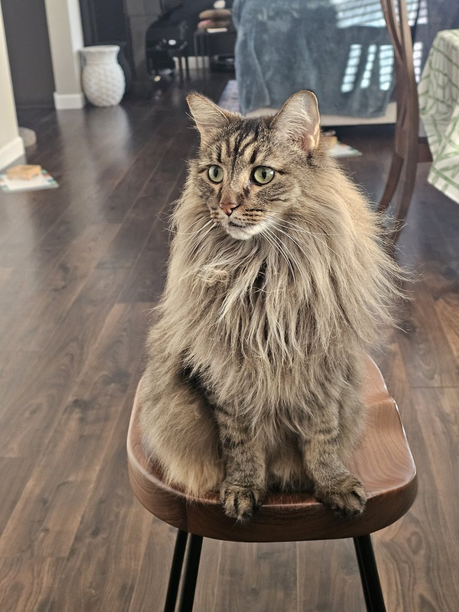 MN218gaming's tweet photo. @rainylune This is Harley. Very sweet, usually not a lot going on upstairs. https://t.co/i7IJdRHYPg