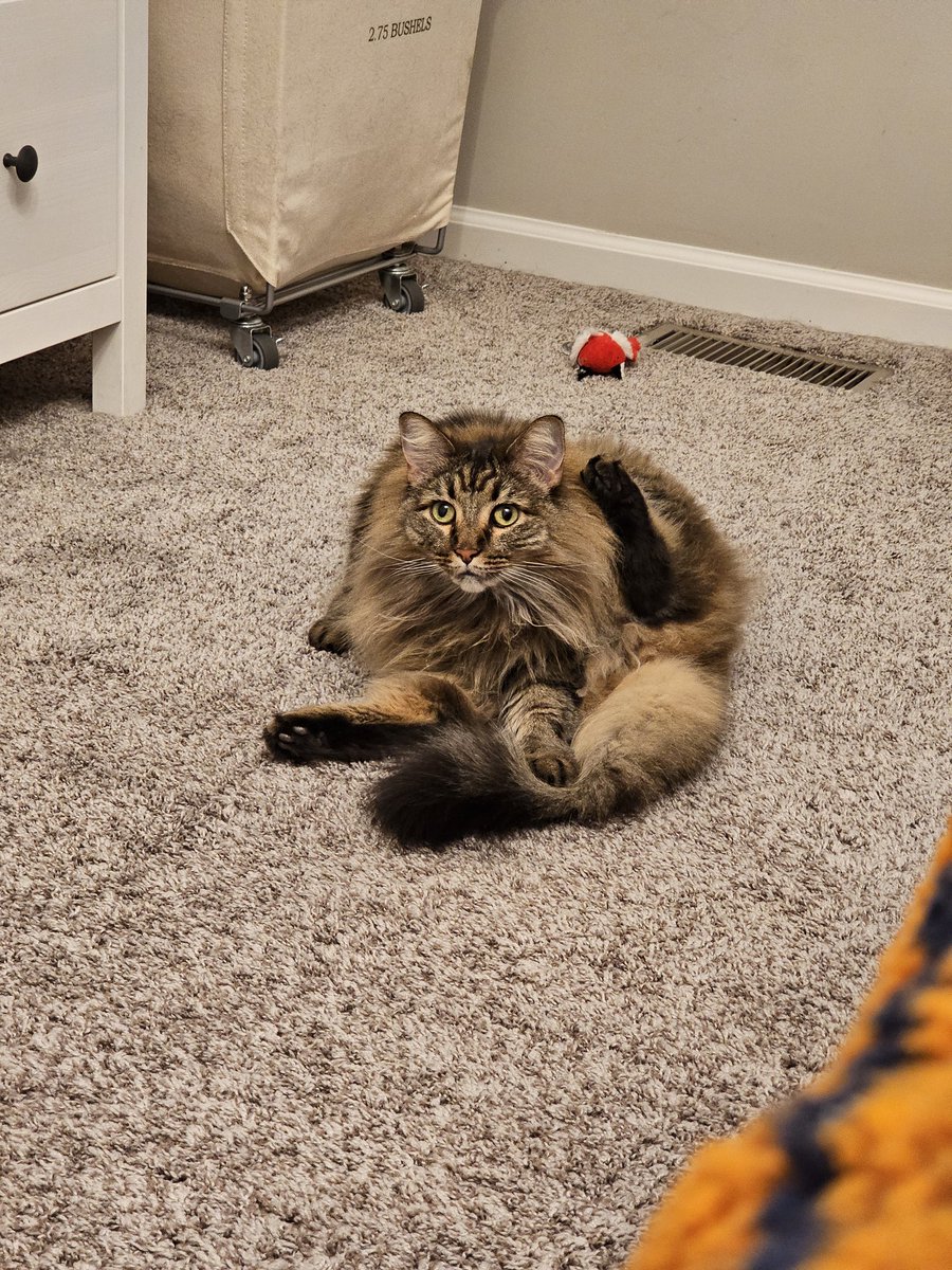 MN218gaming's tweet photo. @rainylune This is Harley. Very sweet, usually not a lot going on upstairs. https://t.co/i7IJdRHYPg