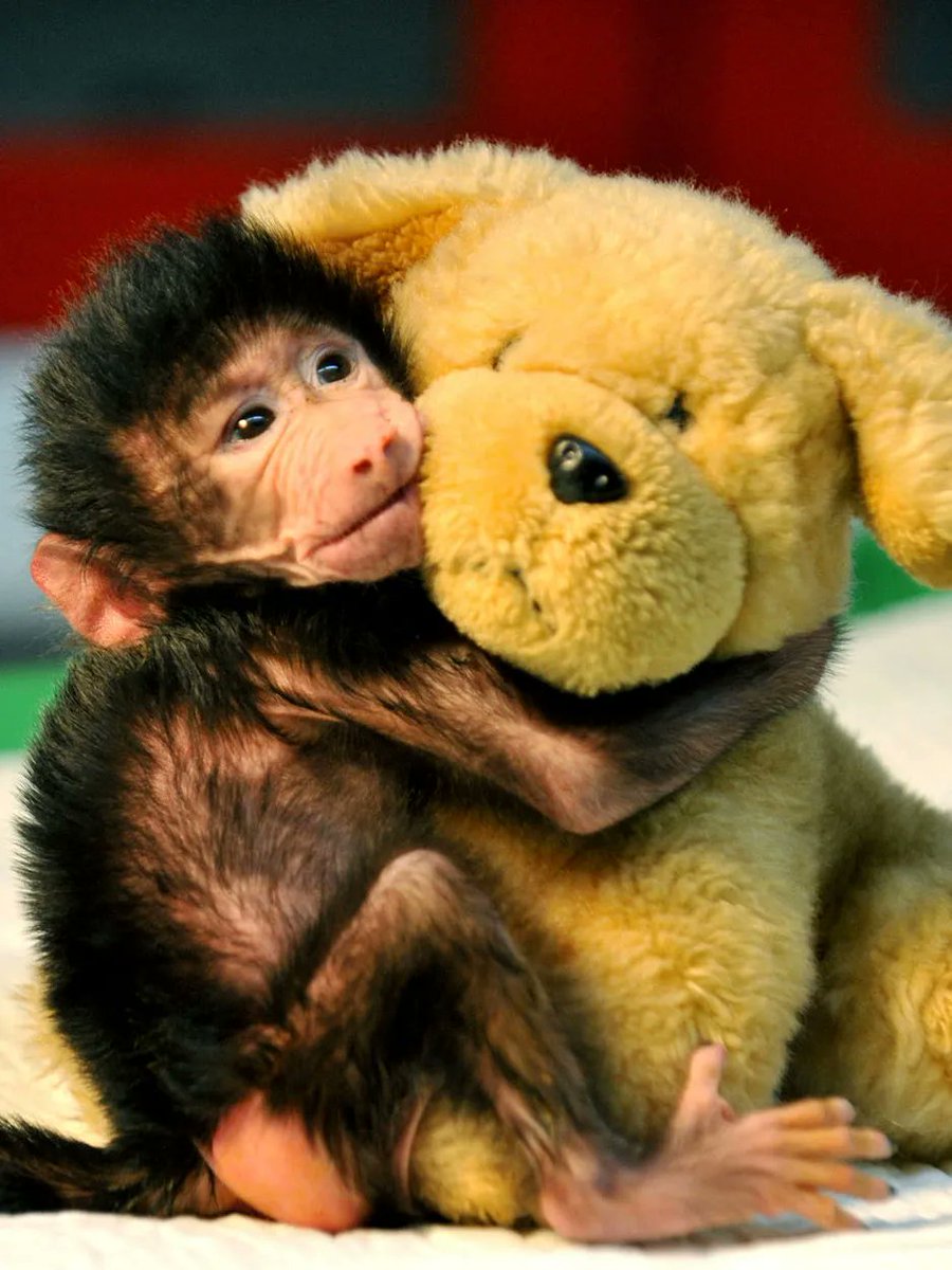 Karyna Shuliak tweet media