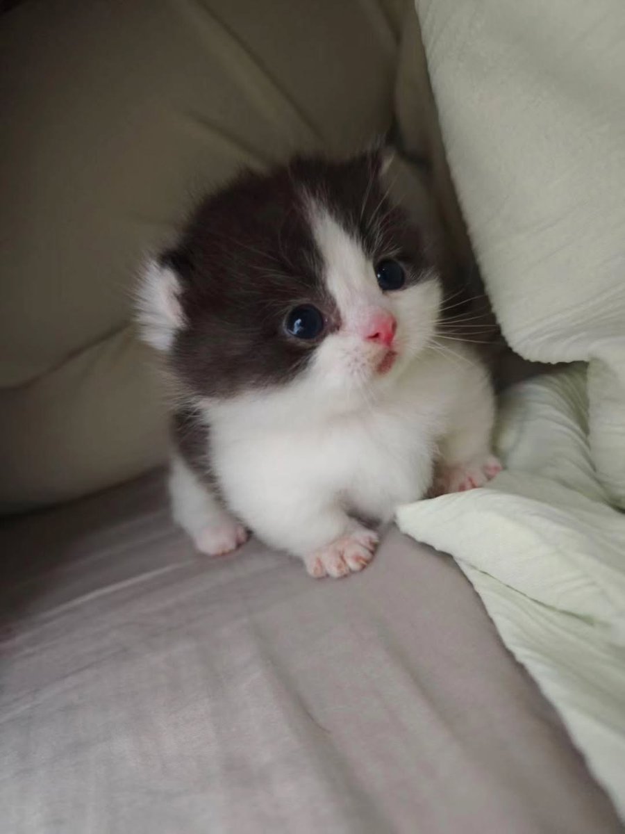 Smol