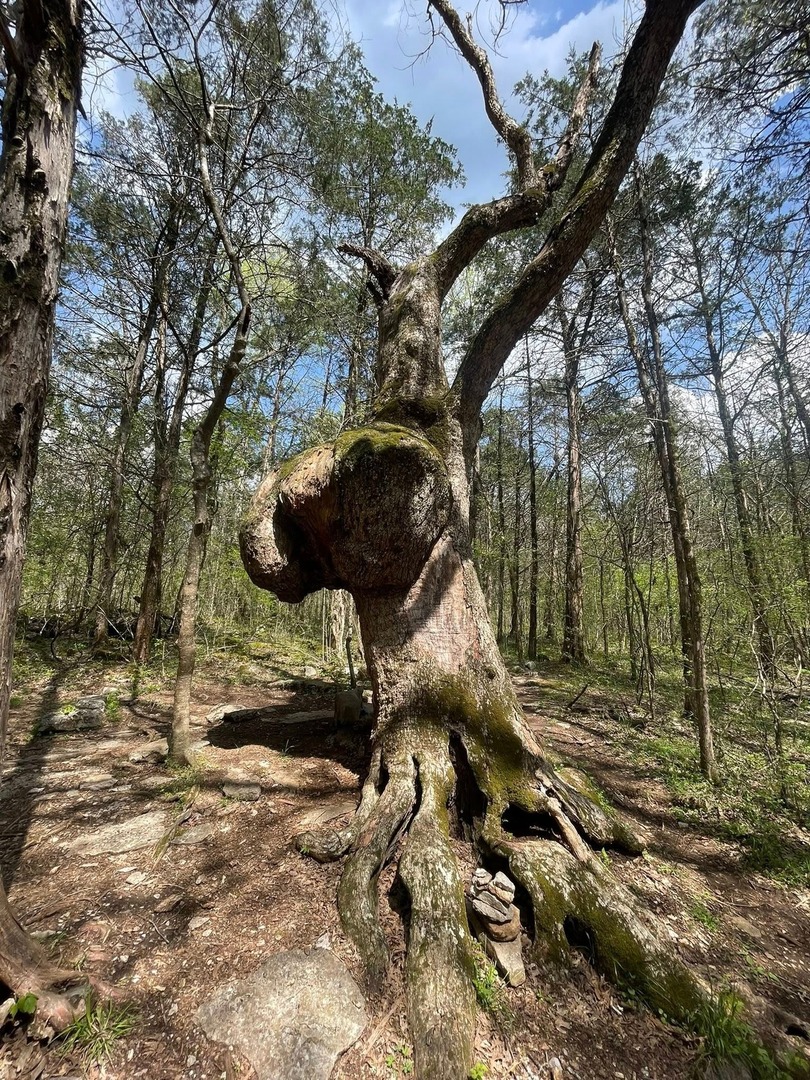 TennGreen Land Conservancy tweet media