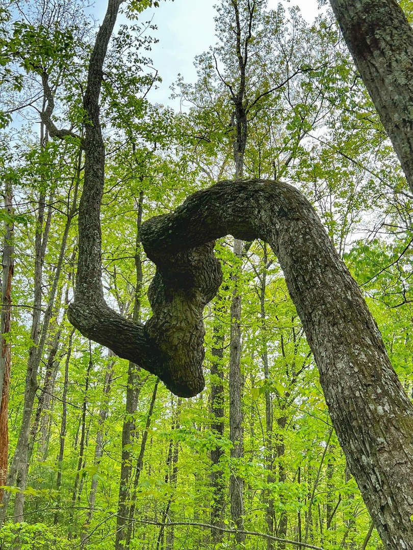 TennGreen Land Conservancy tweet media