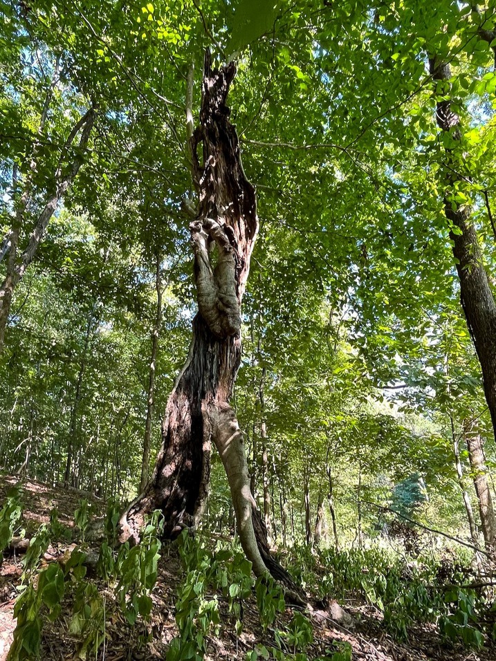 TennGreen Land Conservancy tweet media