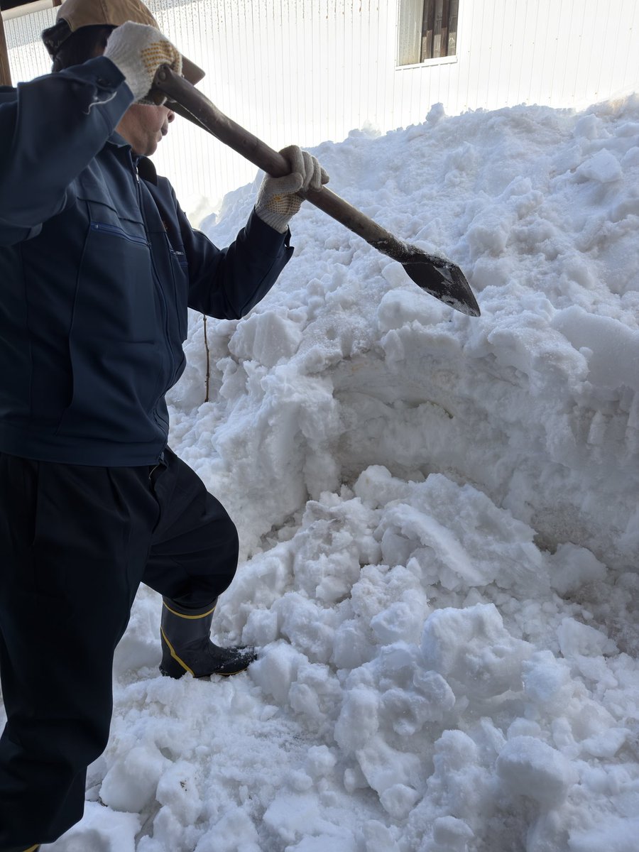 sakestyle's tweet image. 日本酒「松尾 一茶の里」を雪中貯蔵する「カマクラ」を、水曜日に掘りました！

1994（平成6）年に始めた時は、新潟県の酒蔵で行われているぐらいでしたが、おかげさまで積雪に恵まれ、本年も少量ですが貯蔵致しました。

これがまあ ついのすみかか 雪五尺（小林一茶）

#日本酒 #sake #matsuwo