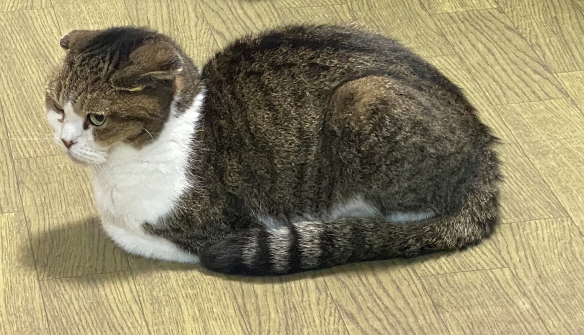 udon_0821 (@udon_0821_game) on Twitter photo 