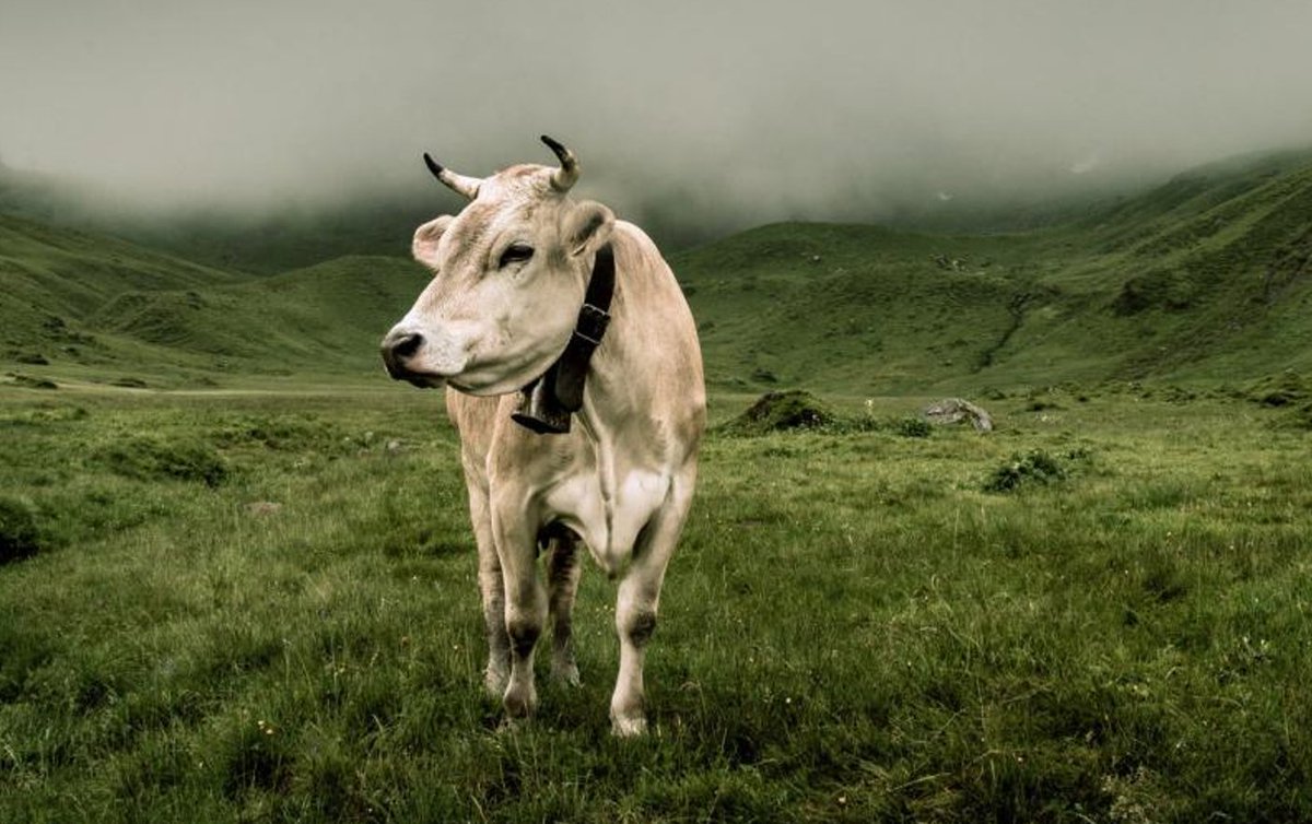 Nicht die Kühe sind das Problem, es sind die 2 beinigen Ochsen die der Welt schaden.