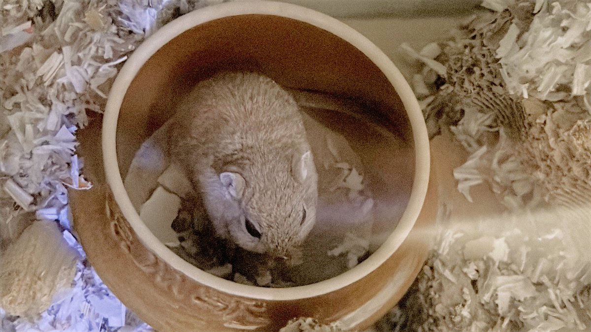 最近エリーちゃんまん丸になったなあと思っていたら、

家族が口を揃えて
「ひまわりの種１つだけだと寂しそうな顔をする」
「２つでも足りないって顔をする」
「３つあげると喜ぶ！」

と、証言が取れました…
適正体重なので、今回は見逃します