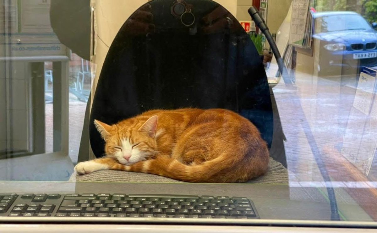 George The Stourbridge Junction Station Cat tweet media