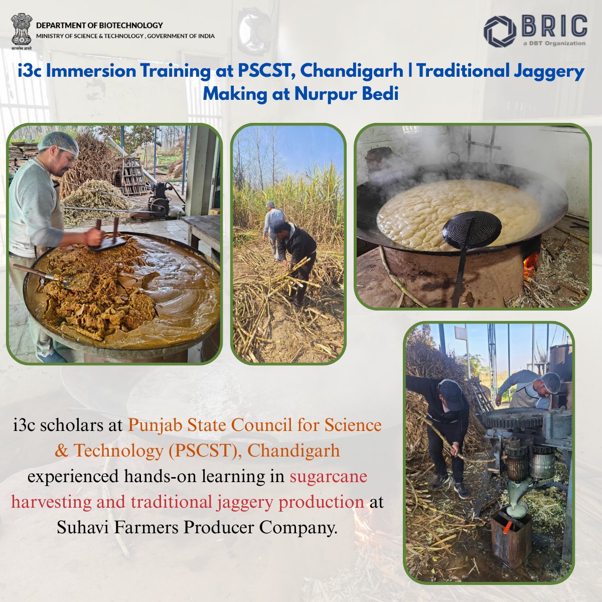 DBTIndia's tweet photo. i3c scholars at PSCST, Chandigarh experienced sugarcane harvesting and traditional jaggery making at Suhavi FPC, Nurpur Bedi.
#i3cBRIC #ImmersionTraining #PSCST #SuhaviFPC
@DrJitendraSingh
@rajesh_gokhale | @DBTIndia | @unescorcb | @BricDbt https://t.co/FoYdszB0Km