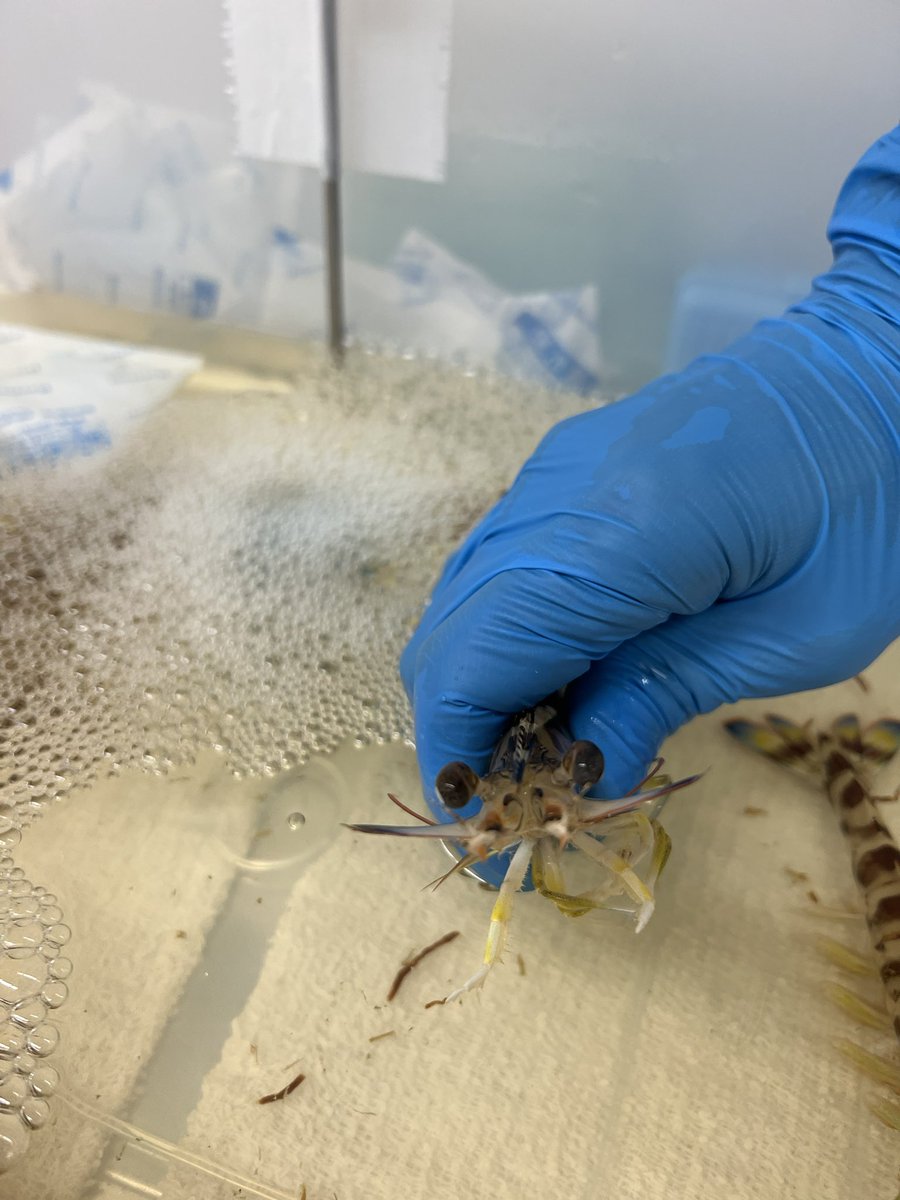 海老、怒るとこんな顔します！
串刺す時にこういう顔でめっちゃ威嚇してくるんで心を強く負けないで！