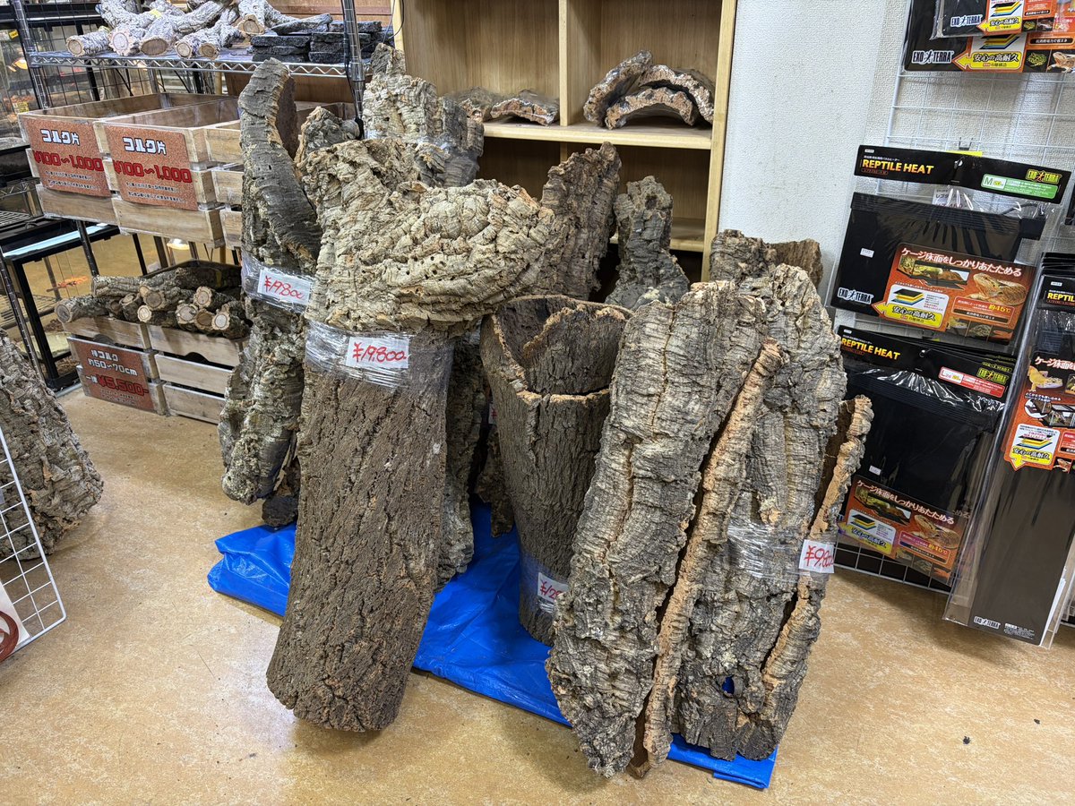 巨大コルク3点セット 川村秘蔵の特大コルク出します‼︎ 最大130cm超えの大型コルク達です