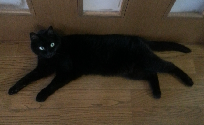 pipinian's tweet photo. 心の整理がついたので…

先日、愛猫が雲の上へ旅立ちました
わんぱくで甘えん坊
晩年は穏やかなおじいにゃんとして
長い猫生を全うしてくれました

19年間ありがとう
もう暫く雲の上で待っててね
チュールは雲の上のお友達と一緒にたくさんたべてね
寂しくなったらどんな姿でもいいから会いにきてね https://t.co/RVuGnWrL6c