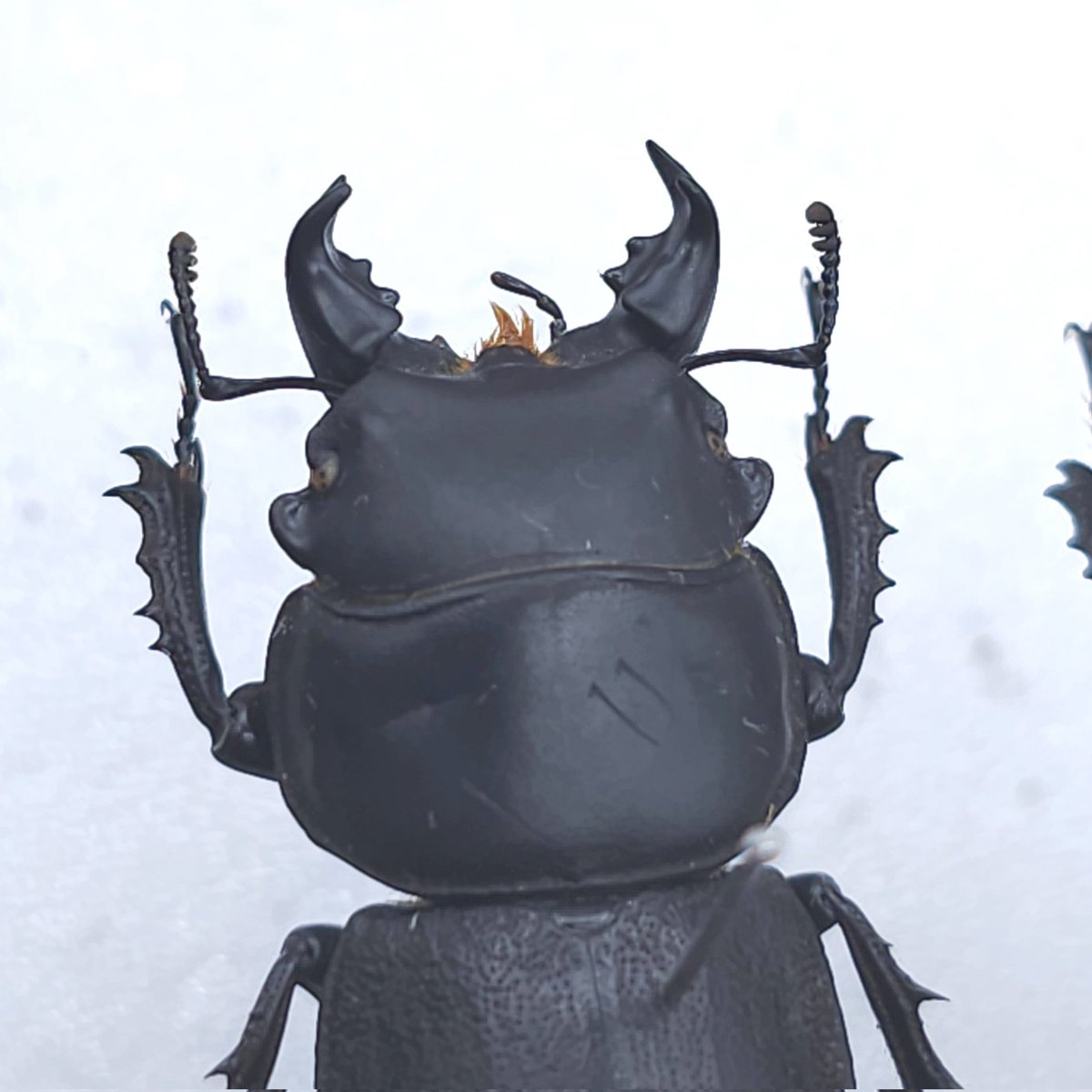 黒虫箱 (@Toshiyuki_MLK) / Posts / X