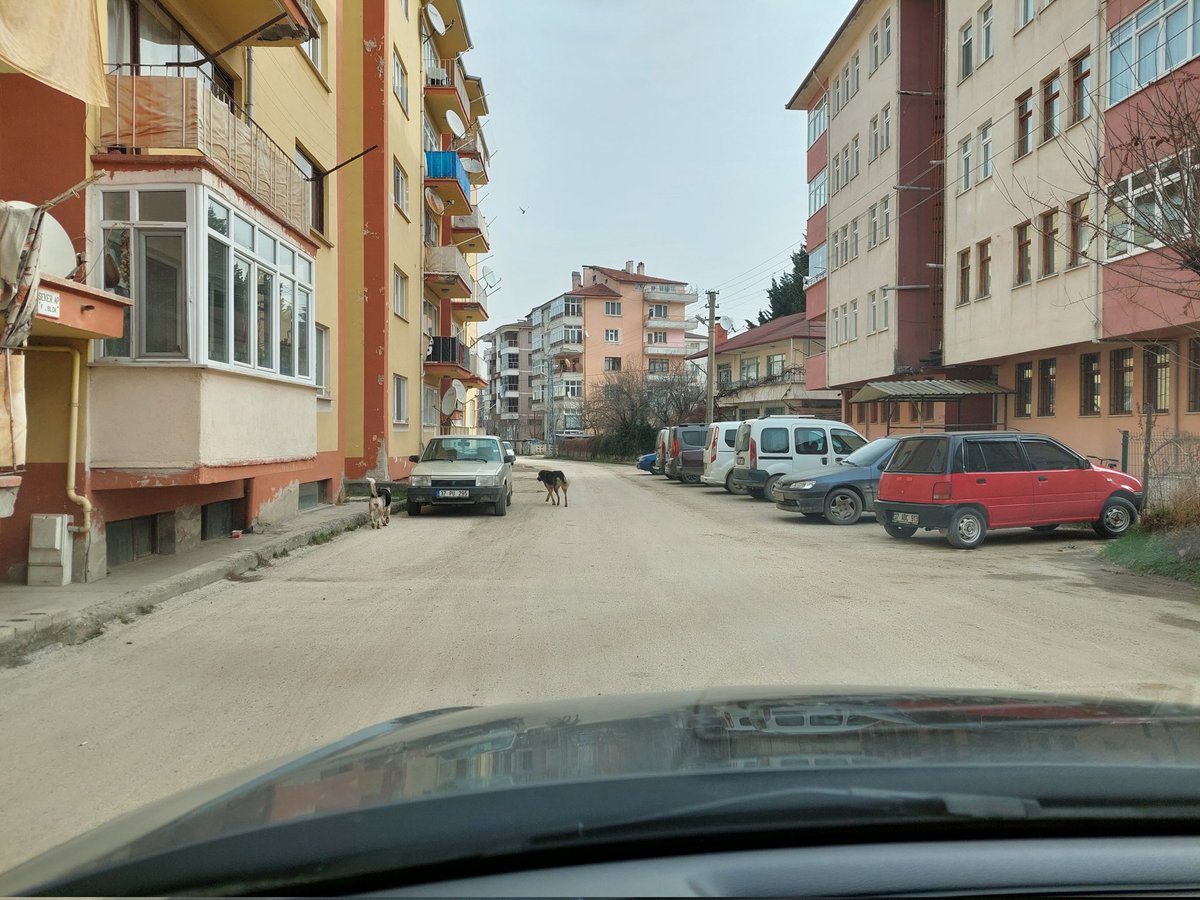 tekinoner1's tweet photo. @hasanbaltacichp köprü yapımının devam ettiği yerdeki köpeklere ne zaman müdahale etmeyi düşünüyorsunuz? madem konu temizlik. arayınca belediyeyi, kayıt alınıyor, 24saat sonra otomatik sms, geldik bulamadık. Hergün aynı yerdeler. Hem güvenlik sorunu, hem de hastalık, pislik. https://t.co/mC6HY1GF2N