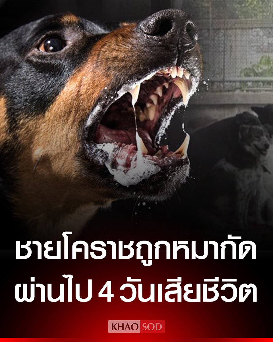 ชายโคราชวัย 53 เสียชีวิตจาก ‘พิษสุนัขบ้า’ เตือนถูกกัด-ข่วน เพียงเล็กน้อย หาหมอทันที หากเชื้อฟักตัวแสดงอาการแล้ว ไม่มียารักษาหาย เสียชีวิตสถานเดียว