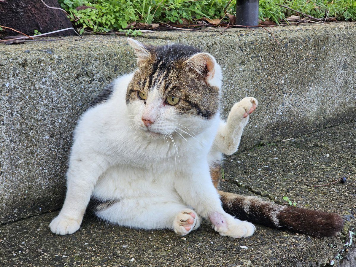 モモ🍀 (@mochy1205) on X