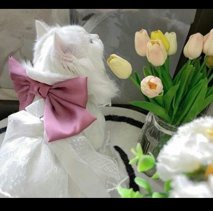 `کچھ دروازے نہیں کھُلے،`♥️🔐
> *کیونکہ یہ آپ کے لیے نہیں تھے!* 
 `کچھ لوگ چلے گئے،`🫀🌸
> *کیونکہ وہ ایک صفحہ تھے پوری کتاب نہیں!* 
 `کچھ خواہشیں پوری نہیں ہوتی،`🦋🎀
> *کیونکہ اُن کے لیے یہ وقت مناسب نہیں ہوتا!* 
 `کچھ کہانیاں ختم ہو گئی،`🤍🌷
> *کیونکہ آپ کی کہانی ابھی شروع ہی