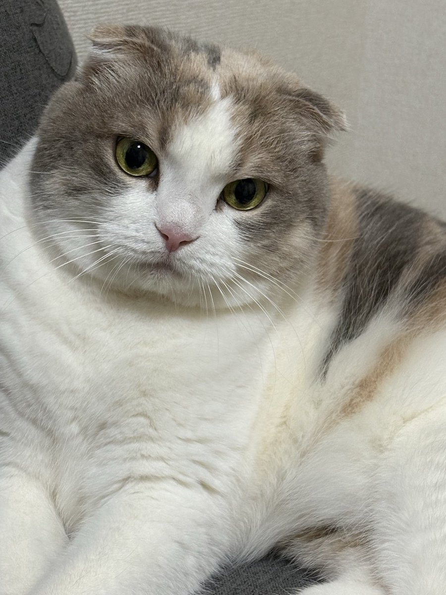 mipoha's tweet photo. ぼーーーーー
この子も何を真剣に見てるのだろう。

#スコティッシュフォールド
#猫好き https://t.co/TrVeY3slkC